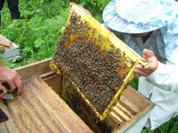 Рамка с пчёлами