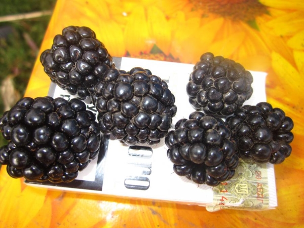 Плоды ежевики сорта Честер отличаются крупными размерами, с одного куста можно собрать до 20 кг ягод