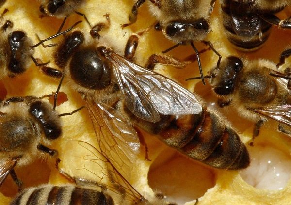 Вид матки пчелы крупным планом