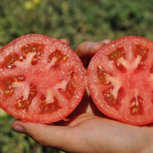 Плоды томата Верлиока