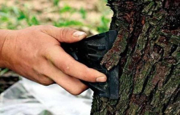 Одна из профилактических мер при борьбе с плодожоркой - очистка ствола от старой коры