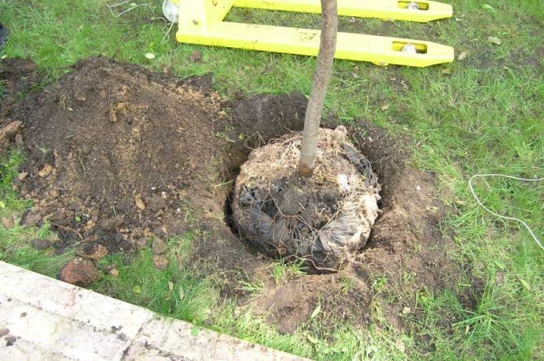Для гибридных деревьев яма должна быть 80 сантиметров в ширину и глубину, гибриды предпочитают нейтральную или щелочную почву