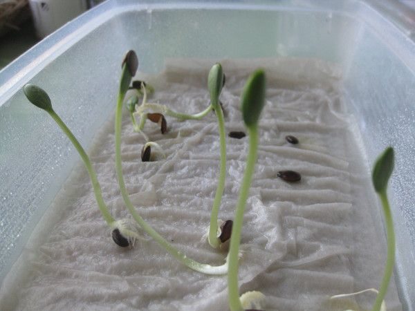 Проращивание семян арбуза