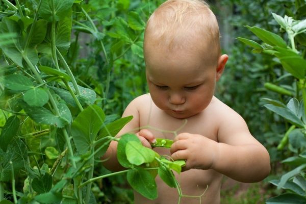 Ребёнок рассматривает растение гороха
