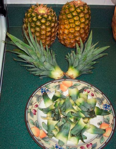 Плоды и стебли ананаса, листья на блюде