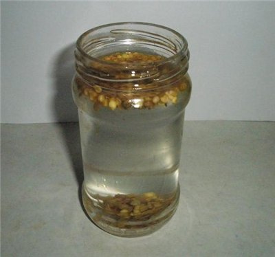 Семена в стакане с водой