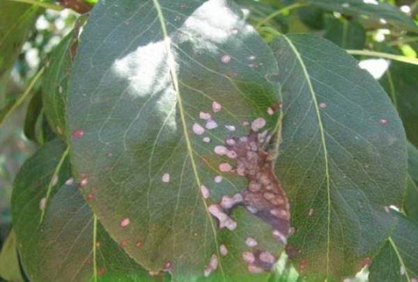 Листья груши поражены септориозом или белой пятнистостью