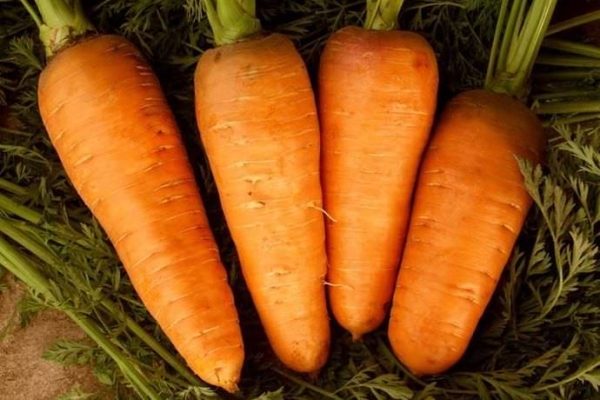 Морковь сорта Шантенэ 2461