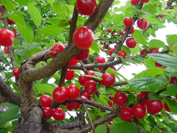 Обрезку войлочной вишни следует производить каждый год, поскольку крона загущается, а плоды дают только однолетние побеги