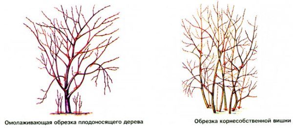 Схема осенней обрезки вишни разных видов