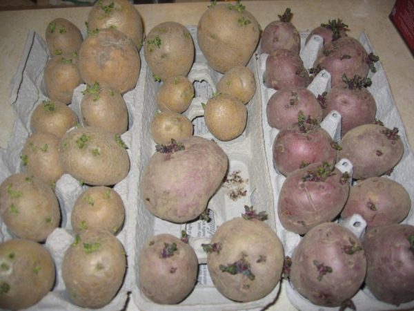 Яровизированный картофель