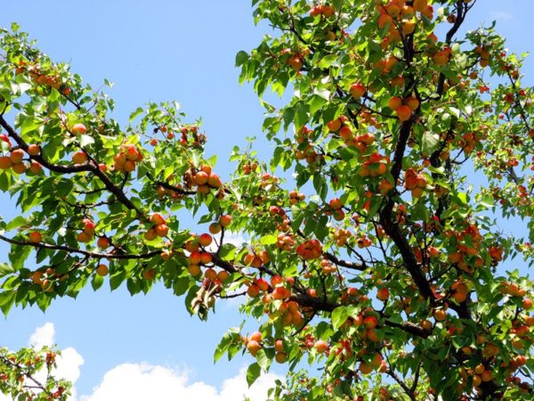 Часть кроны абрикоса со спелыми плодами
