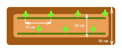 Двухстрочная схема посадки арбузов