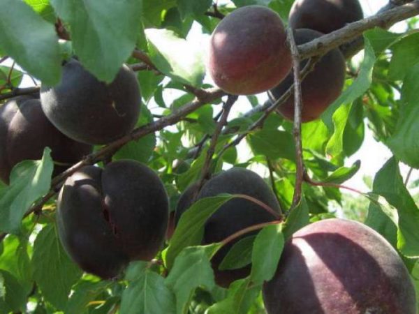 Плоды абрикоса Чёрный принц на дереве