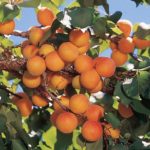 Ветка с абрикосами