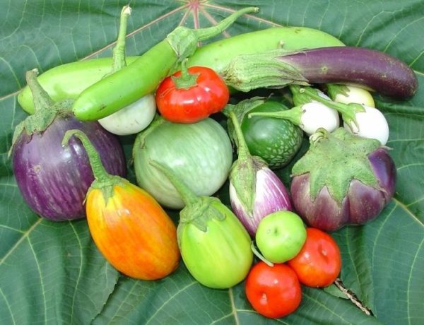 Разнообразие плодов баклажанов