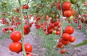 На каком расстоянии сажать помидоры в открытом грунте и в теплице?