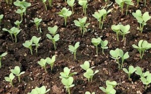 Как вырастить брокколи в открытом грунте: описание