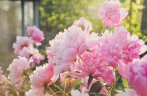 Чем подкормить пионы весной для пышного цветения в саду