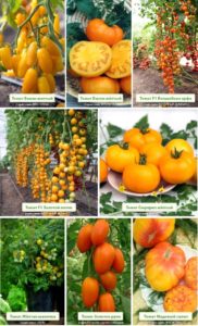 Лучшие сорта желтых и оранжевых томатов