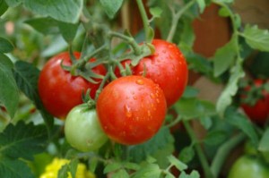 Мульчирование помидоров в теплице