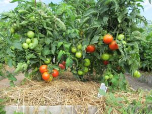 Мульчирование томатов в открытом грунте