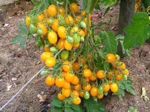 Особенности сорта томатов черри
