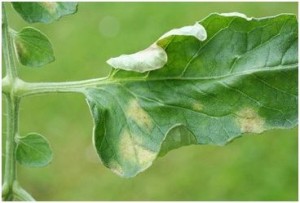 Повреждение корневой системы у томатов вызывает скручивание листьев