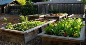 При планировке огорода учитываем правила севооборота и потребности каждого овоща
