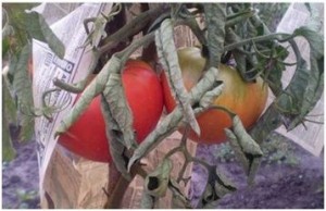 Листья у помидор скручиваются из за раннего прищипывания