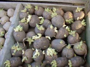 Сухое проращивание картофеля