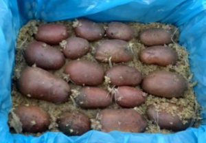 Влажное проращивание картофеля