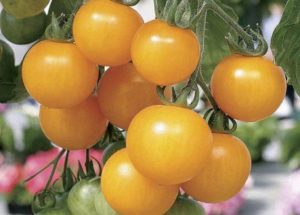 Есть и противопоказания для употребления желтых томатов