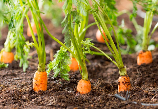 Сорта моркови для выращивания на подоконнике