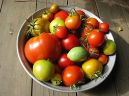 Дозаривание помидор дома