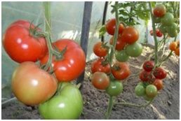 Способы ускорения дозревания томатов